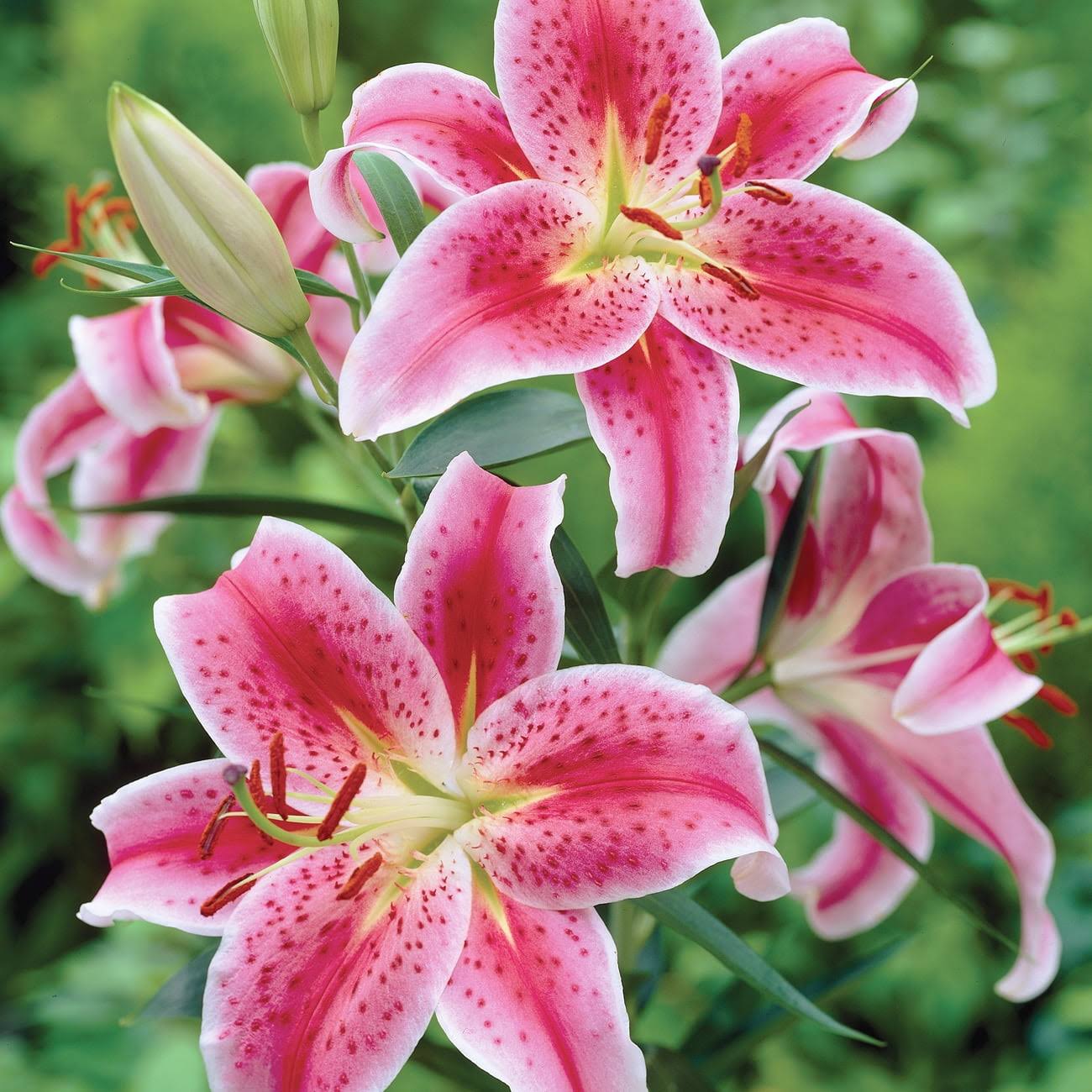 Van Zyverden Lily Stargazer Dormant Perennial Bulb Partial Sun; 3-6hrs Red